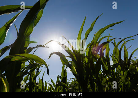 Sonne über grüne Blätter von Mais im Frühjahr scheint, closeup, über die ein landwirtschaftlicher Bereich Stockfoto