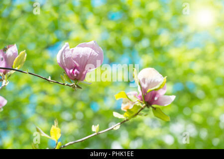 Blumen von Magnolia soulangiana Stockfoto
