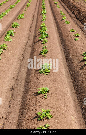 Kartoffel Pflanzen im Boden Stockfoto