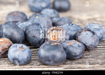 Verdorben und Schlamm - mit Schimmel und Pilze, Blaubeeren Beeren bedeckt, Nahaufnahme auf dem Tisch Stockfoto