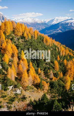 Schöne farbige Lärchen mit Herbstfarben im Gebirge. Stockfoto