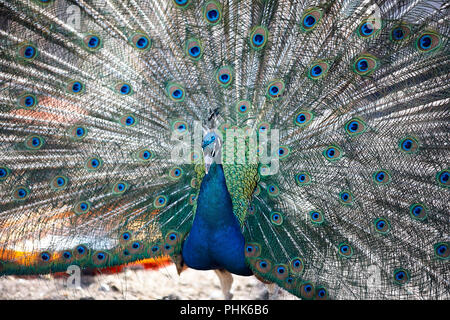 Einen schönen männlichen Pfau erweitert Federn. schöne und farbenfrohe. Parken außerhalb Stockfoto