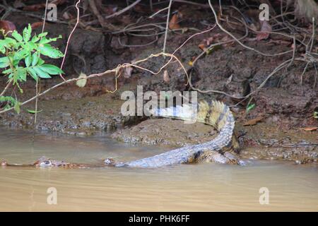 Krokodil ins Wasser vom Flussufer - Costa Rica Stockfoto