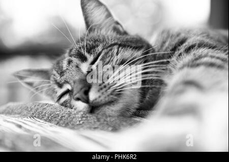 Eine junge einheimische Tabby Katze, Genießen, was Katzen am besten tun, Entspannen und Schlafen auf einem Tisch draußen an einem heißen Tag Stockfoto