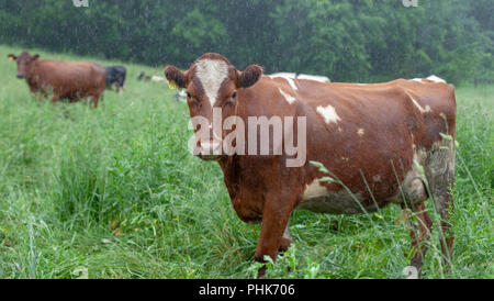 Eine Kuh steht im Regen in ein Feld an einem Bauernhof in Kellogg, Minnesota. Stockfoto