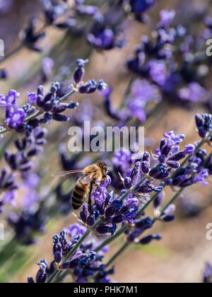 Biene auf Lavendel blühen, Grand Valley, Colorado. Stockfoto