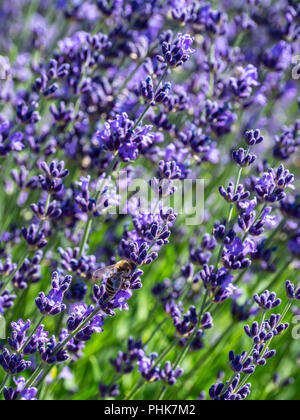 Biene auf Lavendel blühen, Grand Valley, Colorado. Stockfoto