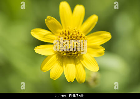 Arnika Arnica montana Heilpflanze Stockfoto