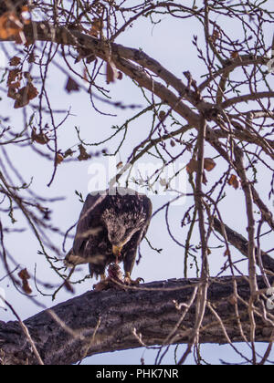 Junger Weißkopfseeadler speisen in einem Baum, Herbst, Rocky Mountain Arsenal Wildlife Refuge, Commerce City, Colorado. Stockfoto