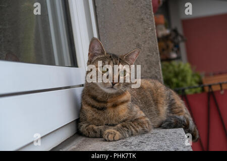 Braun gemusterten Katze liegt auf der Fensterbank Portrait Stockfoto