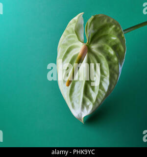 Flamingo Blume oder Anthurium grün auf ein Aquamarin Hintergrund Stockfoto