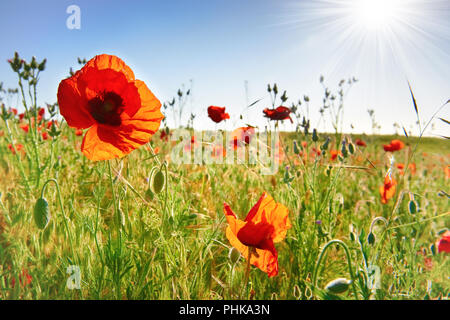 Schöne rote Mohnblumen auf der grünen Wiese Stockfoto