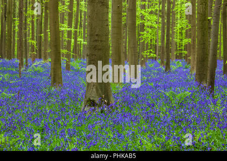 Berühmten Wald Hallerbos Belgien in Brüssel Stockfoto