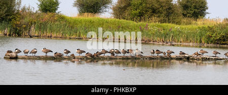 Aufstellung der kanadischen Gänse und Stockenten mit Sommer Wildblumen, Reifel Vogelschutzgebiet, westham Island, BC Stockfoto