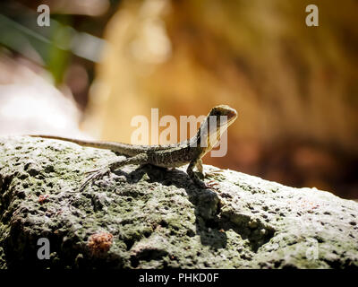 Eine kleine Eidechse, die in Australien in den Southbank Parklands Brisbane gefunden. Stockfoto