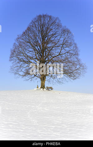 Single big Linde im Feld mit perfekter Baumkrone. Stockfoto