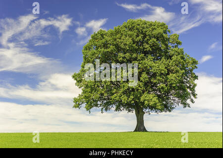 Single Big Oak Tree in Feld mit perfekter Baumkrone. Stockfoto