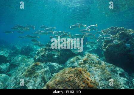 Eine Schule der Fische, dreamfish Sarpa salpa, mit Felsen unter Wasser in das Mittelmeer, Frankreich Stockfoto