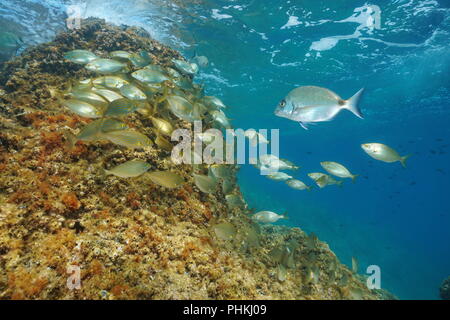Ein Schwarm von Fischen unter Wasser im Mittelmeer (dreamfish Sarpa salpa und einem weißen Dorade), Frankreich Stockfoto