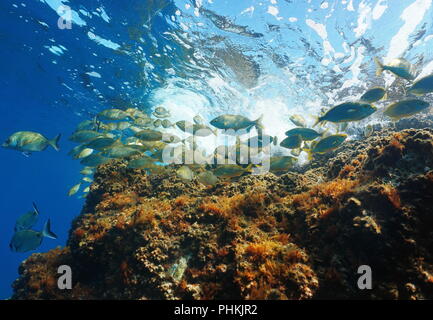 Schwarm von Fischen mit Felsen unterhalb der Wasseroberfläche (dreamfish Sarpa salpa) unter Wasser in das Mittelmeer, Korsika, Frankreich Stockfoto