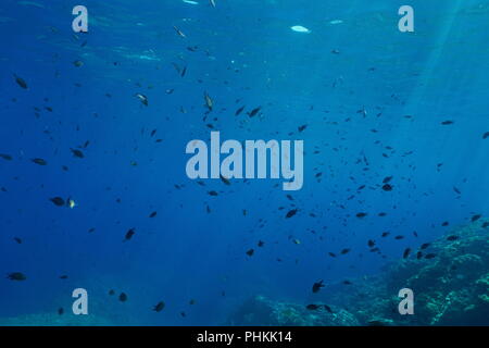 Ein Schwarm von Fischen unter Wasser im Mittelmeer (riffbarsche Chromis chromis), Frankreich Stockfoto