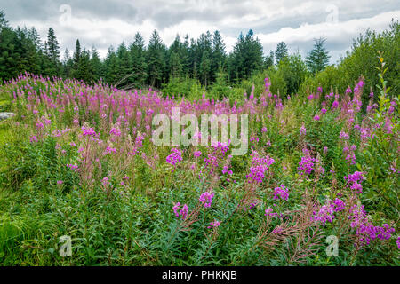 Lila wilde Blumen wachsen in einer Waldlichtung. Stockfoto