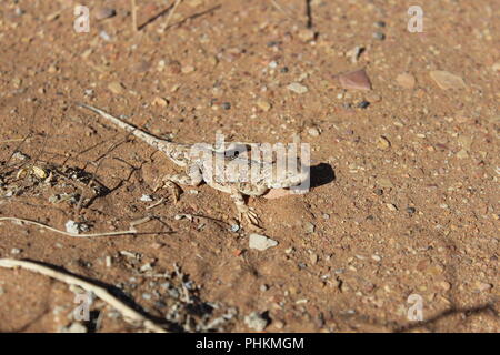 Bunte toadhead Agama (Eidechse) in der Wüste Gobi Stockfoto