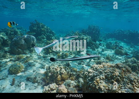 Unterwasser Fisch, leben zwei schiffshalter Echeneis naucrates sharksucker,, mit Korallen in der Lagune, Pazifischer Ozean, Französisch Polynesien Stockfoto