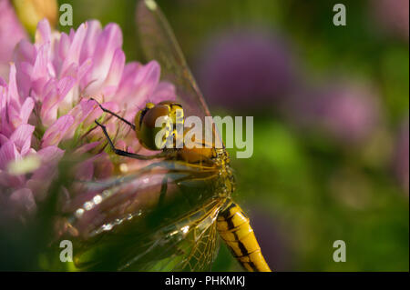 Eine weibliche Ruddy Darter Dragonfly ruht auf einem frischen bloomimg clover. Stockfoto