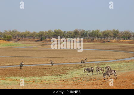 Zebras grasen auf der Riverbed in South Luangwa National Park, Sambia Stockfoto