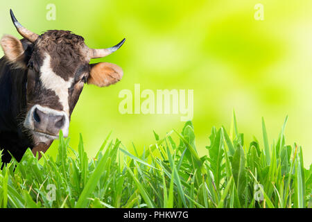 Kuh Beweidung auf Bauernhof Feld Stockfoto