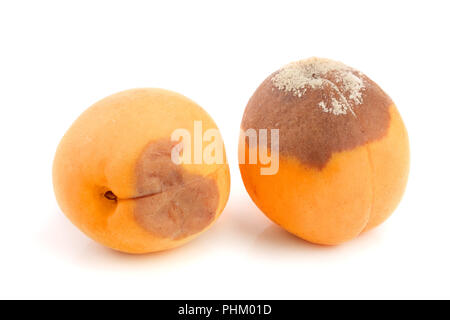 Faule Aprikosen auf weißem Hintergrund closeup isoliert. Stockfoto