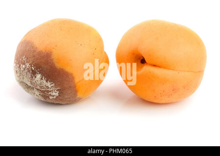 Faule Aprikosen auf weißem Hintergrund closeup isoliert. Stockfoto