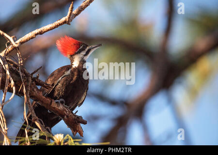 Männliche Pileated Woodpecker vogel Dryocopus pileatus in einer Kiefer Stockfoto