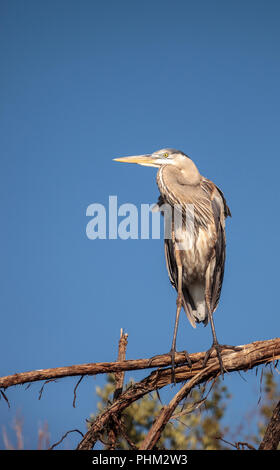 Great Blue heron Ardea Herodias blickt auf den Ozean Stockfoto