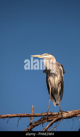 Great Blue heron Ardea Herodias blickt auf den Ozean Stockfoto