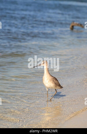 Willet shorebird Tringa semipalmata entlang dem Ufer von Clam Pass Stockfoto