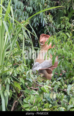 Reife männliche proboscis Affen (Nasalis larvatus) sitzen auf dem Baum, Tanjung Puting Nationalpark, Kalimantan, Indonesien Stockfoto