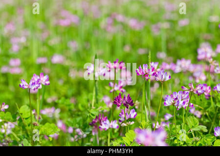 Milch vetch Blumen blühen in Ackerland Stockfoto