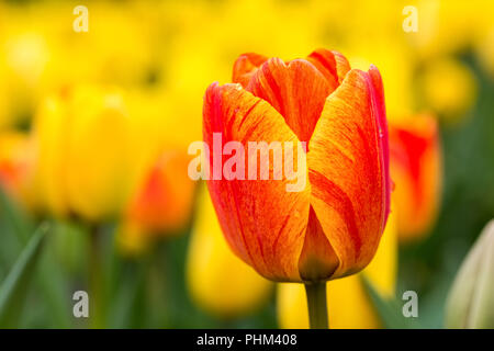 Schöne Tulpen blühen Stockfoto