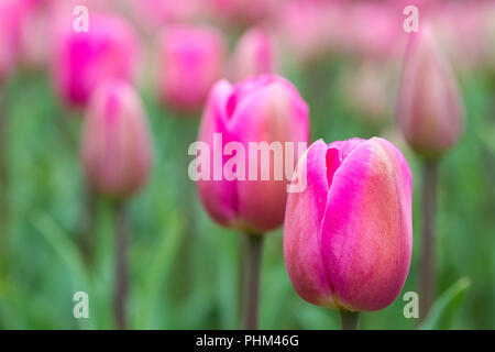 Rosa Tulpen in voller Blüte Stockfoto