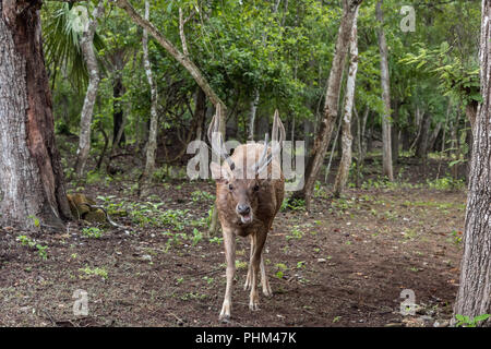 Timor rusa Hirsch (Cervus Timorensis) in den Wäldern auf der Insel Komodo, Indonesien Stockfoto