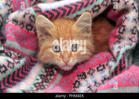 Kleine rote Kätzchen liegt in Strickpullover Stockfoto