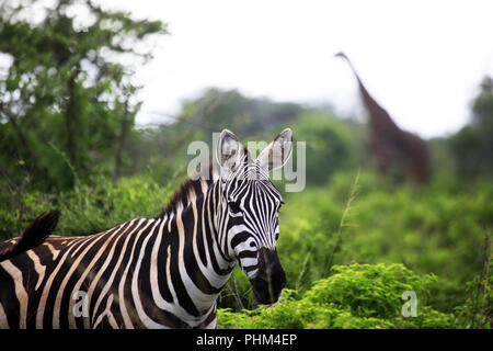 Zebra in der Savanne. Amboseli Nationalpark in Kenia Stockfoto