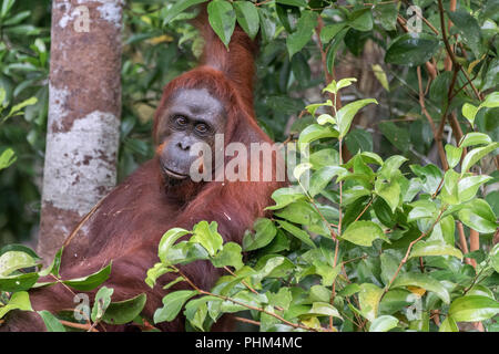 Orang-utan im Holz durch die sekonyer River, Tanjung Puting Nationalpark, Kalimantan Stockfoto