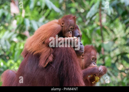Orang-utan-Familie an der Futterstelle, Tanjung Puting Nationalpark, Kalimantan Stockfoto