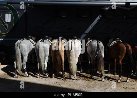 Almazán, Spanien. 01 Sep, 2018. Pferde der Spanischen Stierkämpfer Diego Ventura dargestellt, während ein Stierkampf in Guijuelo, im Norden von Spanien. Credit: Jorge Sanz/Pacific Press/Alamy leben Nachrichten Stockfoto