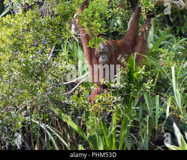 Wild Orang-utan peeking out aus dem Gebüsch durch die sekonyer River, Tanjung Puting NP, Provinz Kalimantan, Indonesien Stockfoto