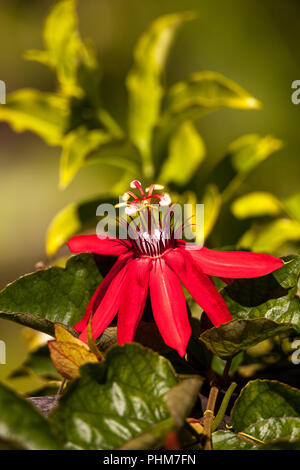 Scarlet Rot Passionsblume, Passiflora miniata Stockfoto