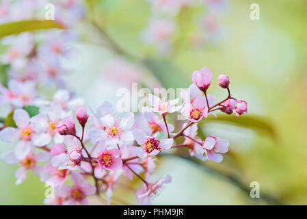 Rosa Blumen auf den Busch. Geringe Tiefenschärfe. Stockfoto